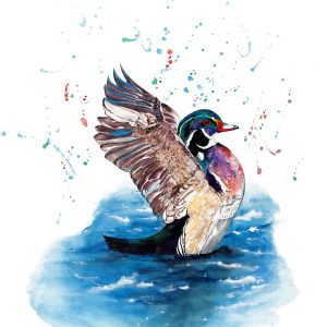 "Wood Duck" - Original Watercolour 
