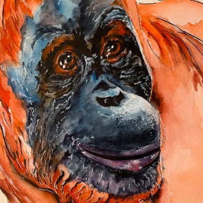 Orangutan - SOLD